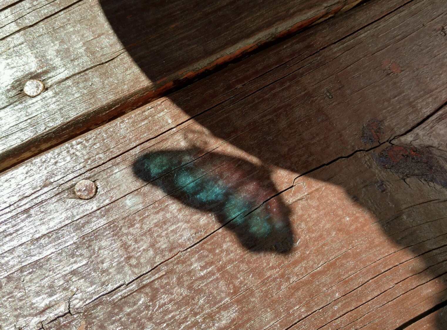 Schatten eines blauen Schmetterlings auf Holz